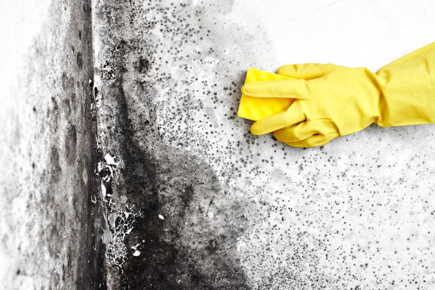 Mold Removal and Inspection in Pantops, VA