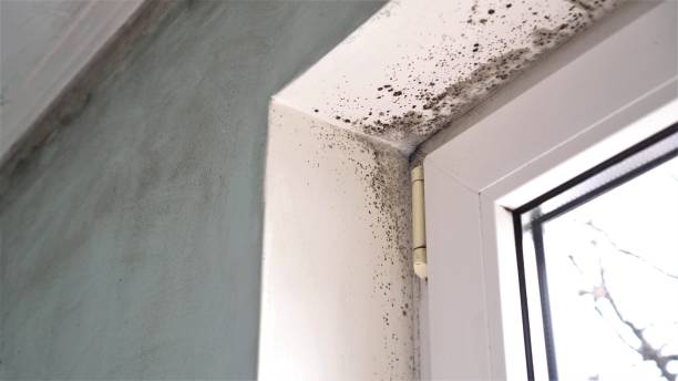 Best Local Mold Removal Service  in Pantops, VA
