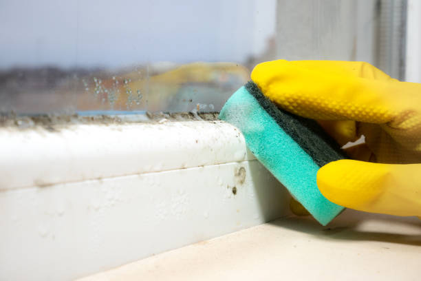 Best Fast Mold Removal  in Pantops, VA