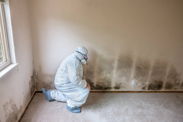 Attic Mold Removal in Pantops, VA