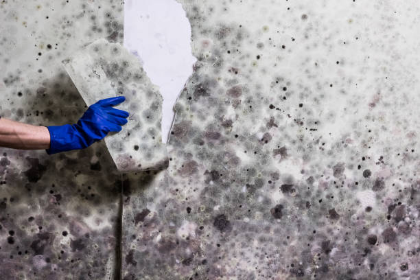 Best Mold Remediation  in Pantops, VA