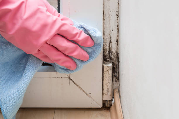 Best Mold Remediation Services  in Pantops, VA